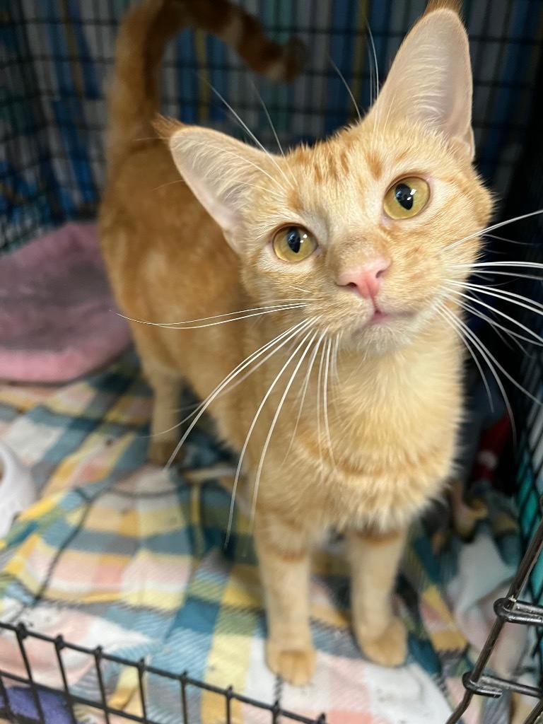 Arlene, an adoptable Domestic Short Hair in Corpus Christi, TX, 78414 | Photo Image 2