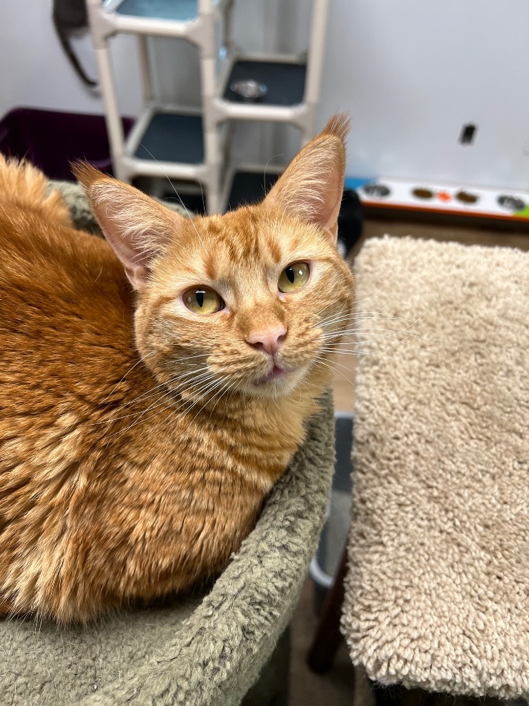 Arlene, an adoptable Domestic Short Hair in Corpus Christi, TX, 78414 | Photo Image 3