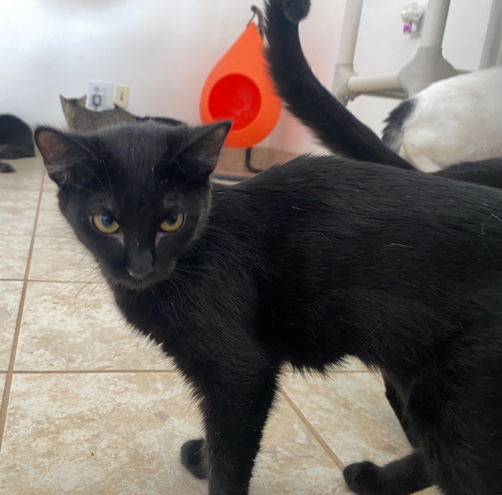 Jessica Black, an adoptable Domestic Short Hair in Grand Junction, CO, 81505 | Photo Image 1