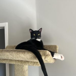 Goose Domestic Short Hair Cat