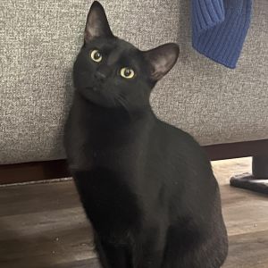Gallo Domestic Short Hair Cat
