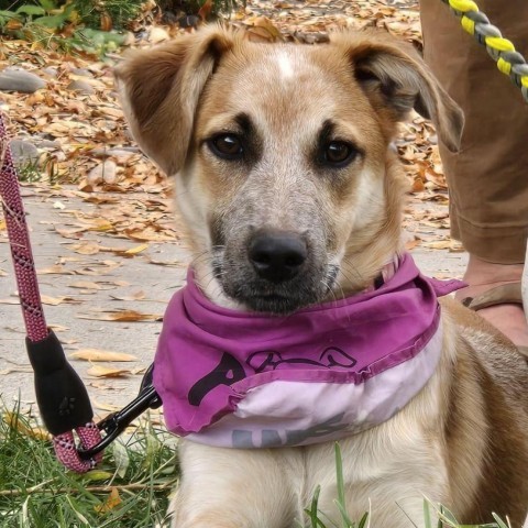 Liberty, an adoptable Mixed Breed in Moab, UT, 84532 | Photo Image 1