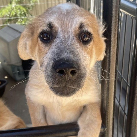 Liberty, an adoptable Mixed Breed in Moab, UT, 84532 | Photo Image 5