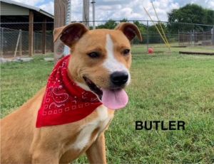 Butler is the cutest little guy with a tan coat with white markings He came to the shelter after li