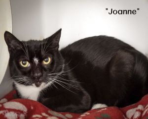 Adoption Fee includes SpayNeuter Age Appropriate Vaccines and Dewormed Flea Treatment if needed