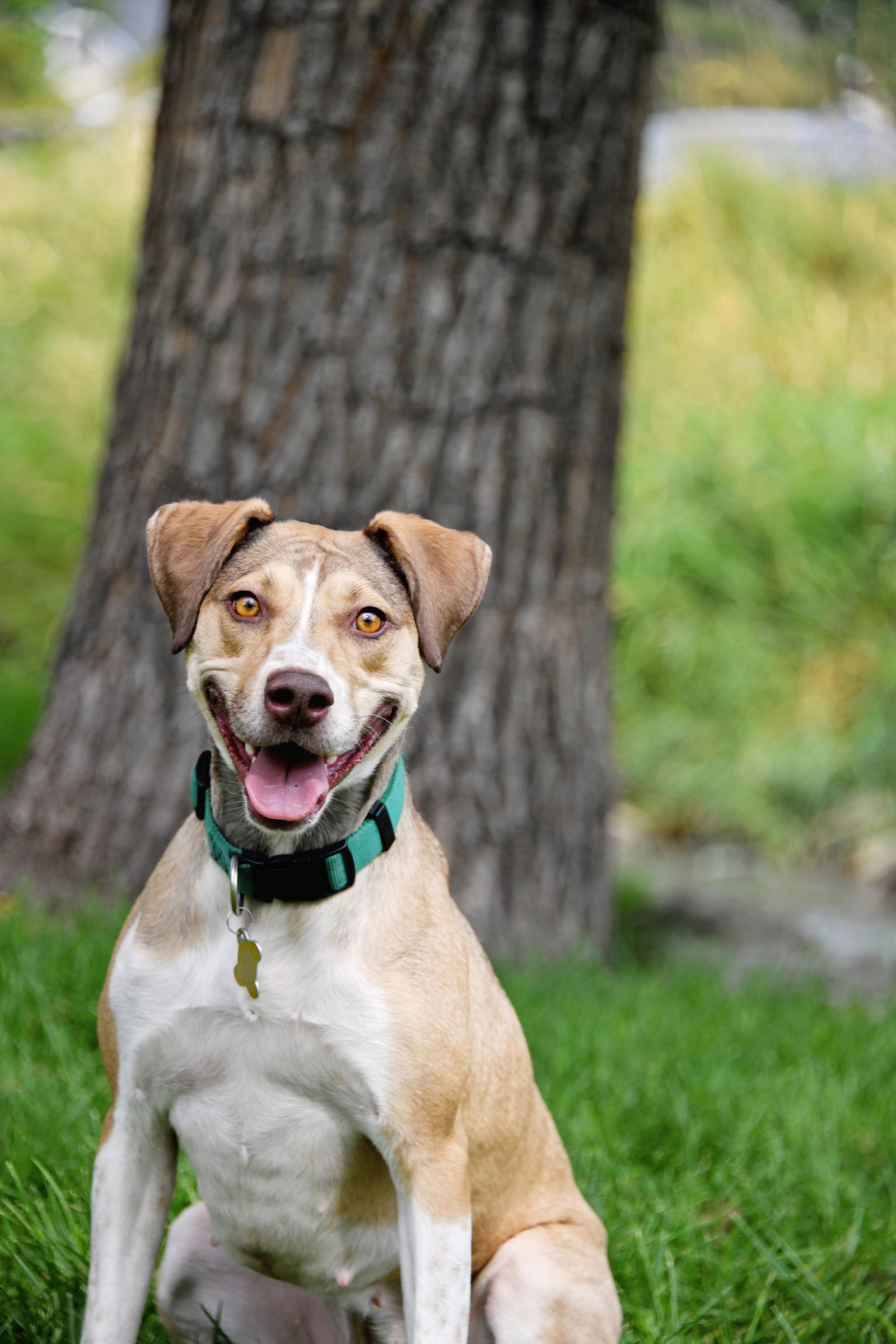 Olive M, an adoptable Australian Cattle Dog / Blue Heeler in Salt Lake City, UT, 84171 | Photo Image 1