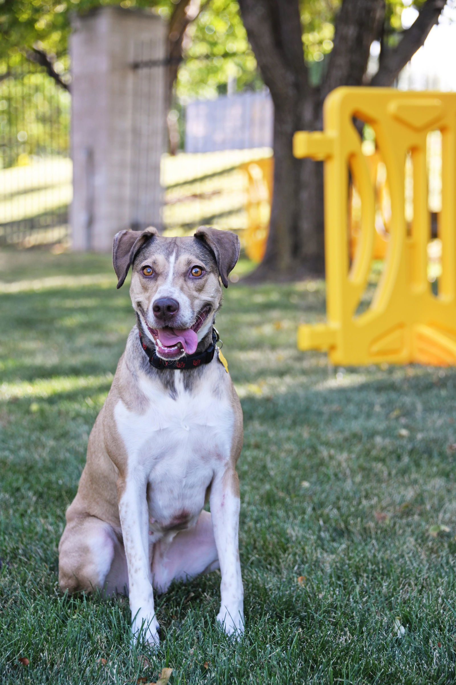 Olive M, an adoptable Australian Cattle Dog / Blue Heeler in Salt Lake City, UT, 84171 | Photo Image 1