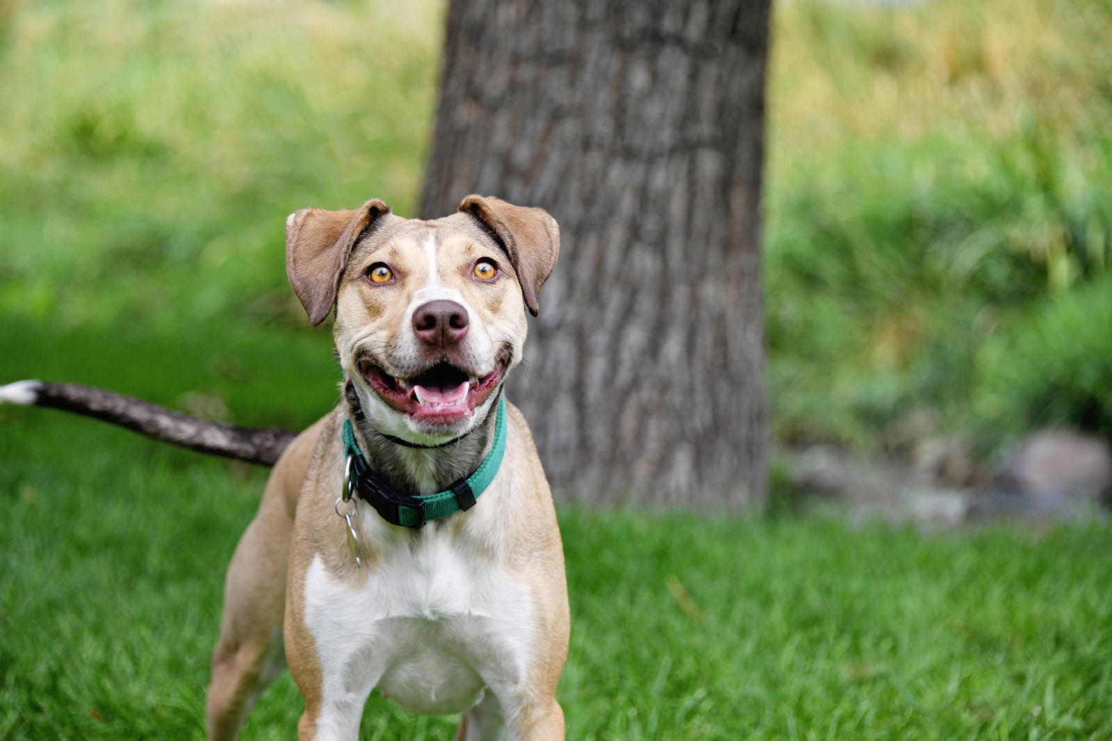 Olive M, an adoptable Australian Cattle Dog / Blue Heeler in Salt Lake City, UT, 84171 | Photo Image 2