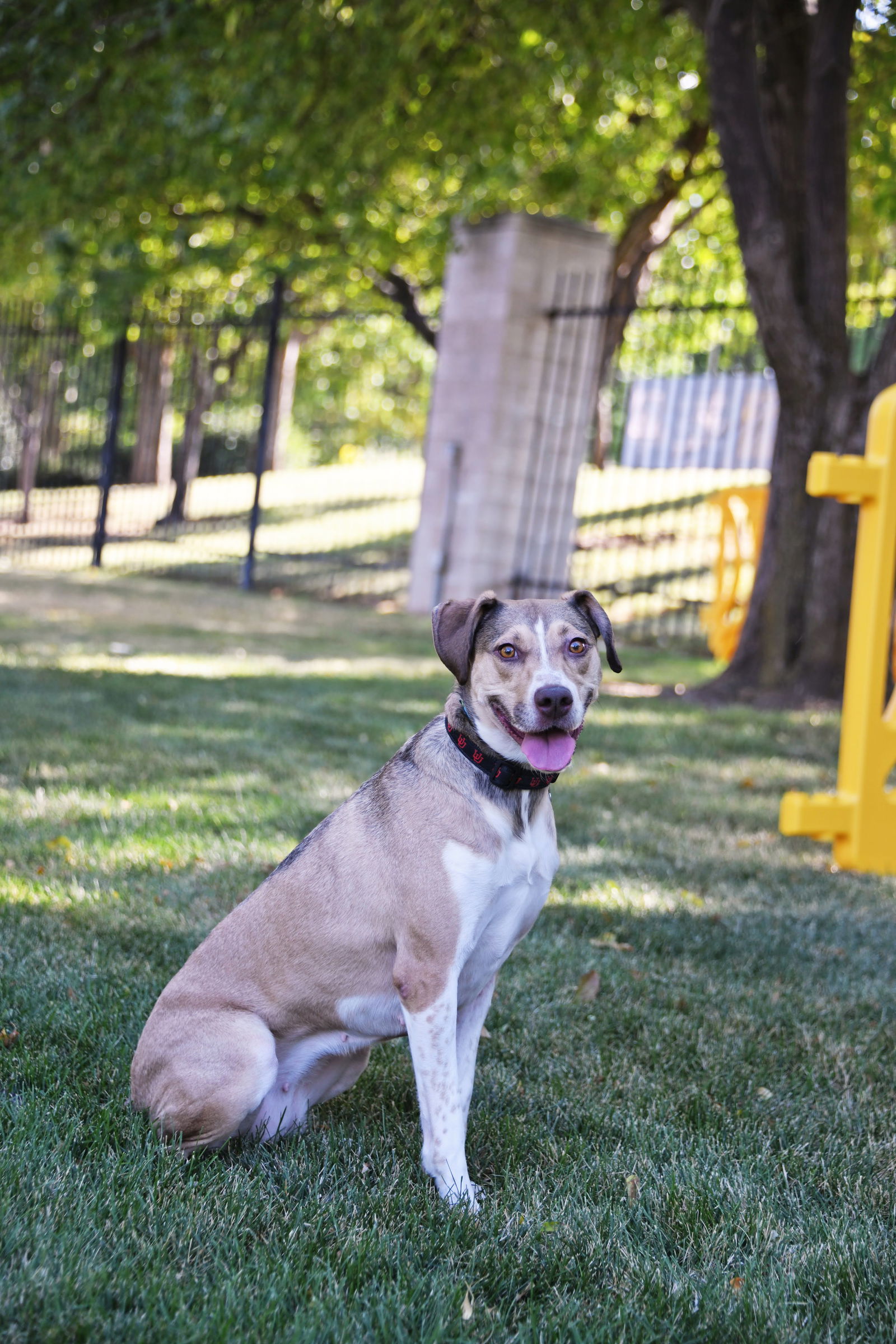 Olive M, an adoptable Australian Cattle Dog / Blue Heeler in Salt Lake City, UT, 84171 | Photo Image 2