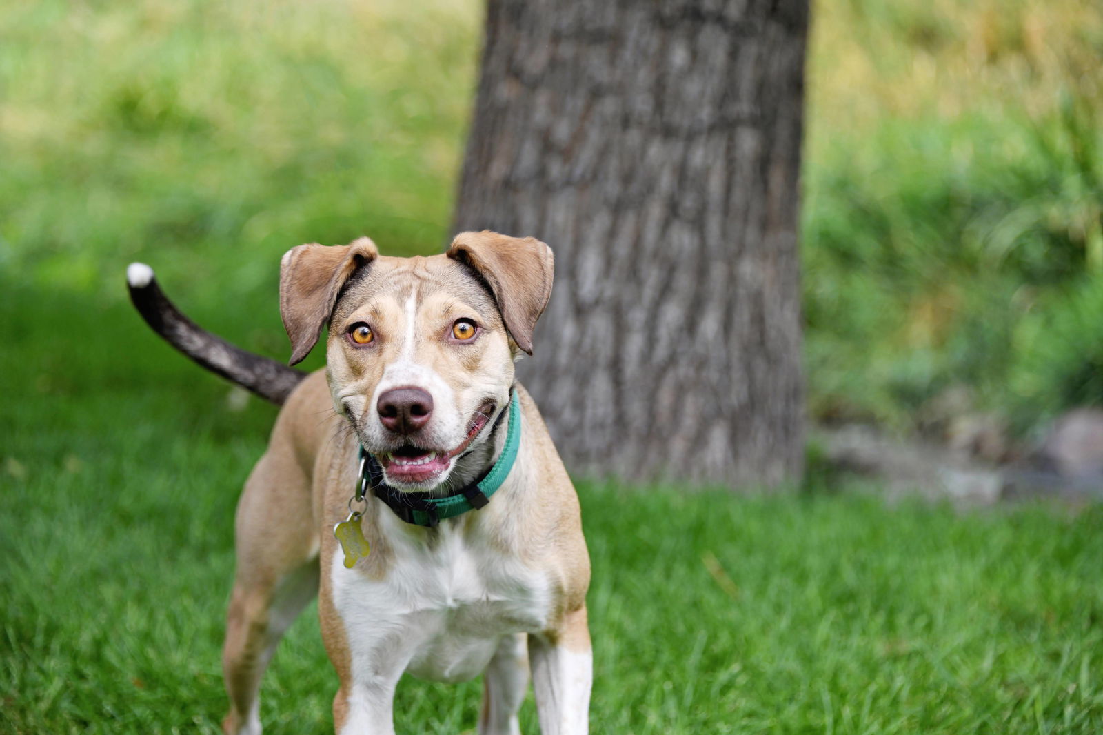 Olive M, an adoptable Australian Cattle Dog / Blue Heeler in Salt Lake City, UT, 84171 | Photo Image 3