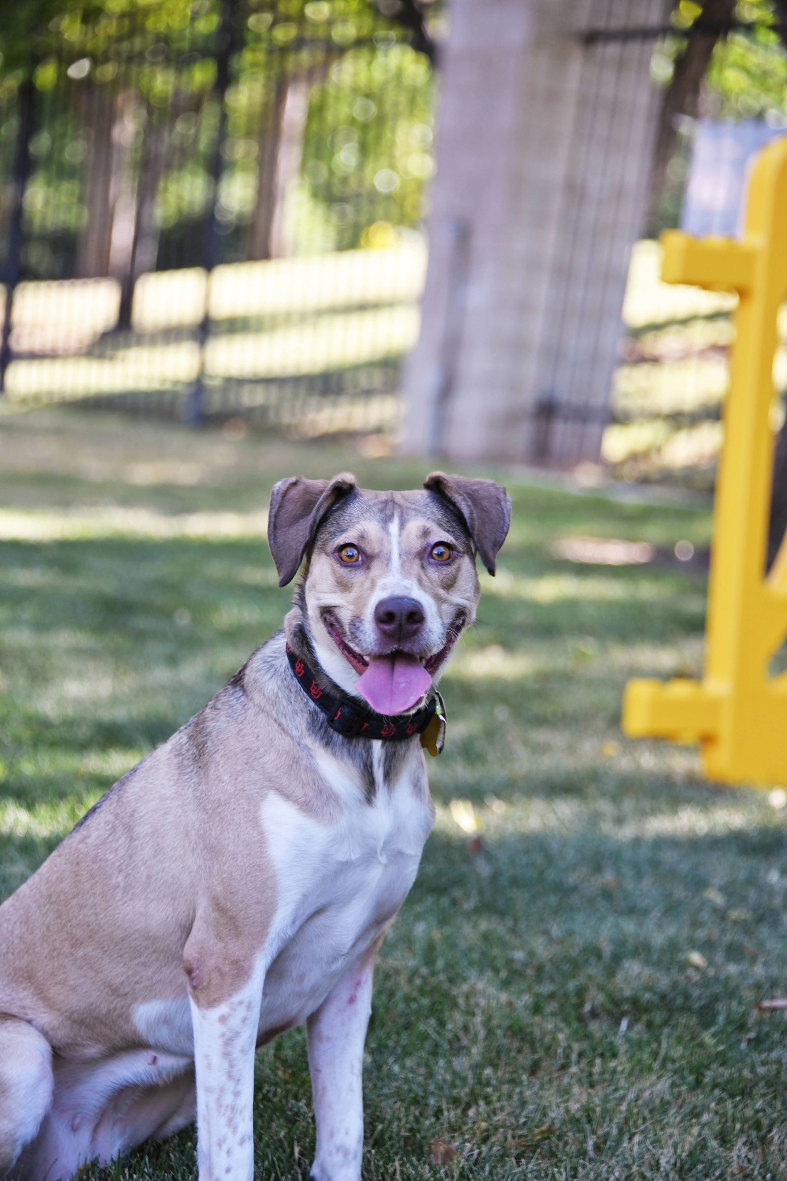 Olive M, an adoptable Australian Cattle Dog / Blue Heeler in Salt Lake City, UT, 84171 | Photo Image 3