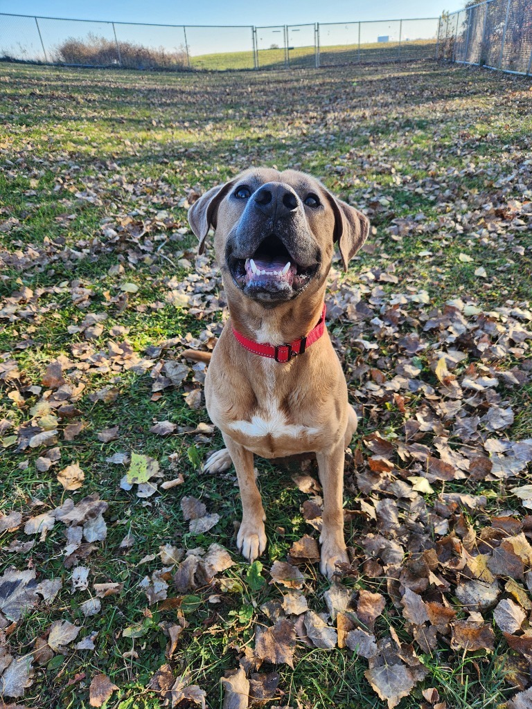 Pickles, an adoptable Pit Bull Terrier in Grand Forks, ND, 58203 | Photo Image 1