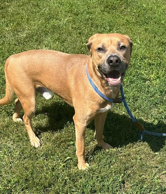 Pickles, an adoptable Pit Bull Terrier in Grand Forks, ND, 58203 | Photo Image 2