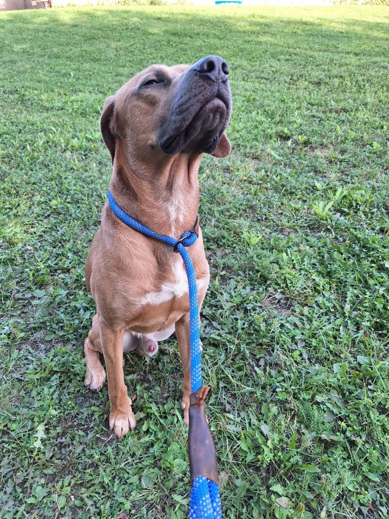 Pickles, an adoptable Pit Bull Terrier in Grand Forks, ND, 58203 | Photo Image 3