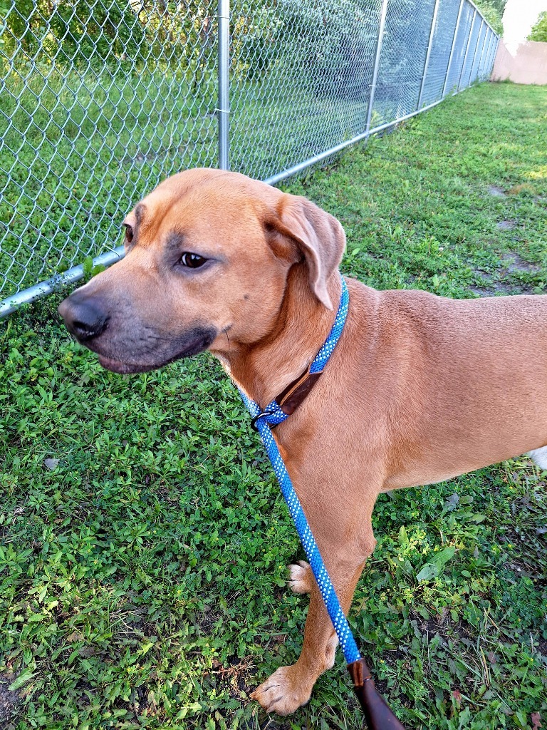 Pickles, an adoptable Pit Bull Terrier in Grand Forks, ND, 58203 | Photo Image 4