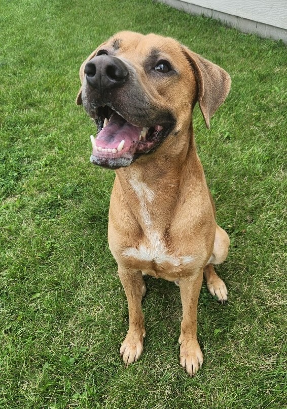 Pickles, an adoptable Pit Bull Terrier in Grand Forks, ND, 58203 | Photo Image 5