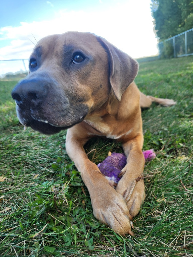 Pickles, an adoptable Pit Bull Terrier in Grand Forks, ND, 58203 | Photo Image 6