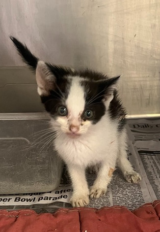 Skunky 21C-0398, an adoptable Domestic Short Hair in Corinth, MS, 38834 | Photo Image 1