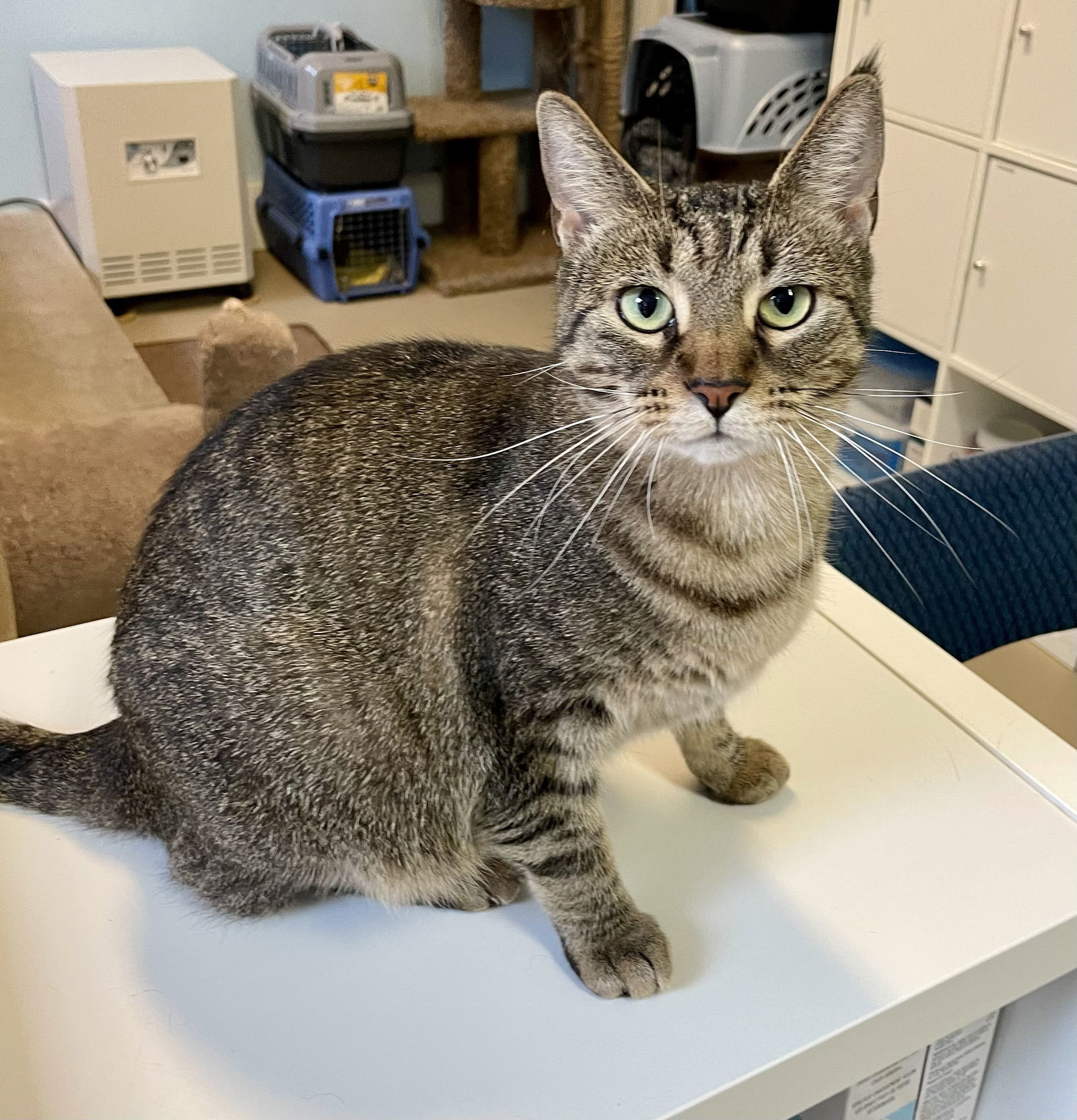 Raquel, an adoptable Domestic Short Hair in Aurora, CO, 80012 | Photo Image 1