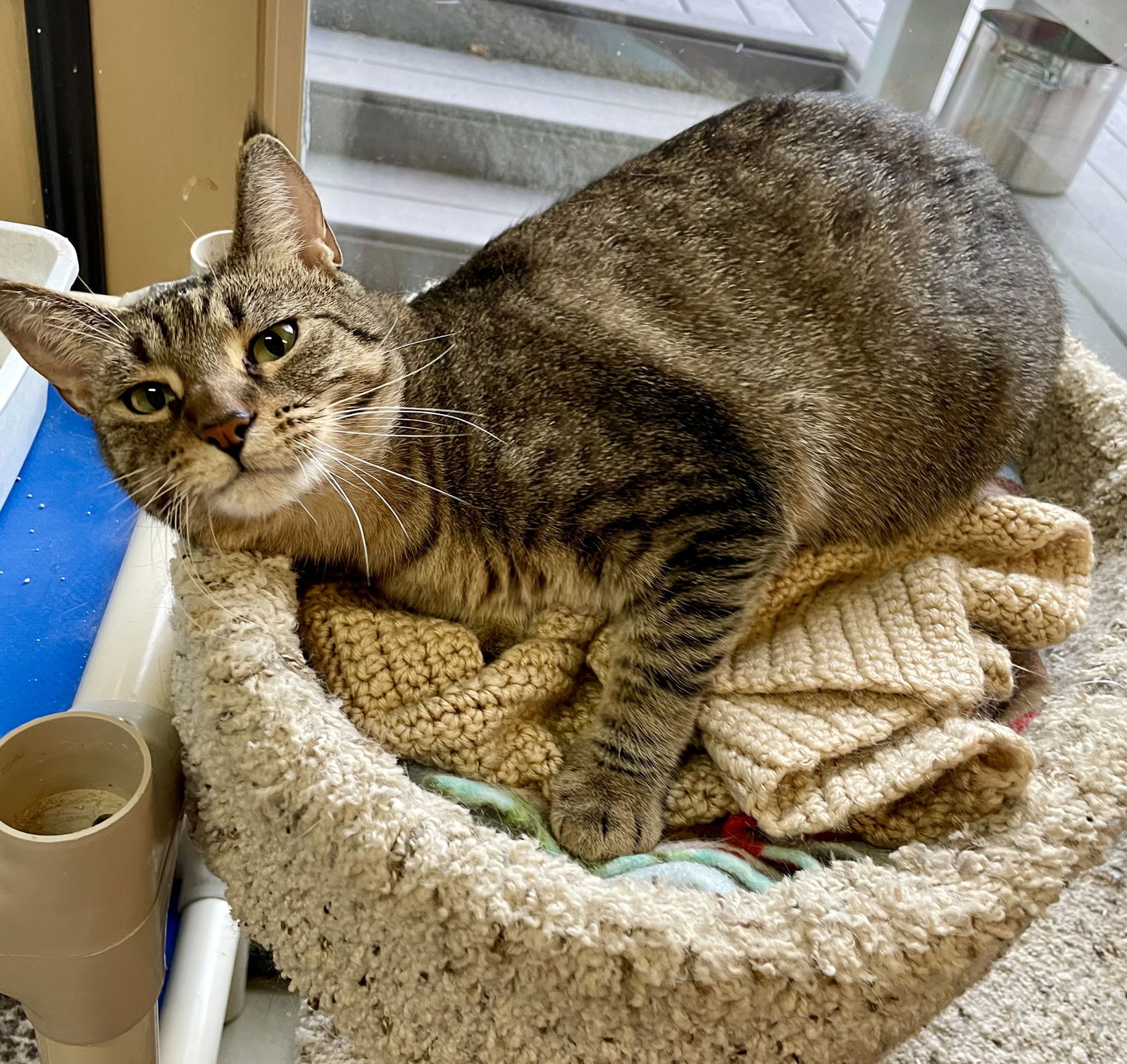 Raquel, an adoptable Domestic Short Hair in Aurora, CO, 80012 | Photo Image 2