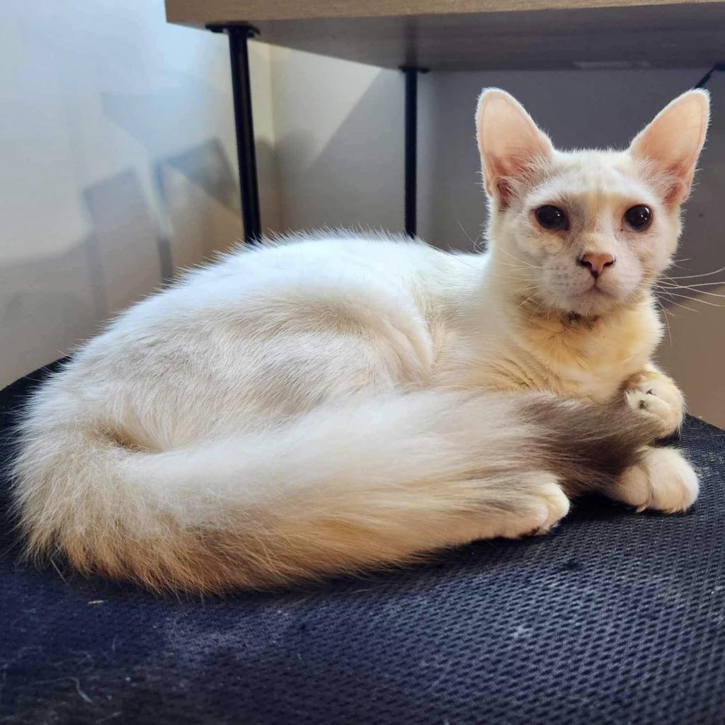 Mochi