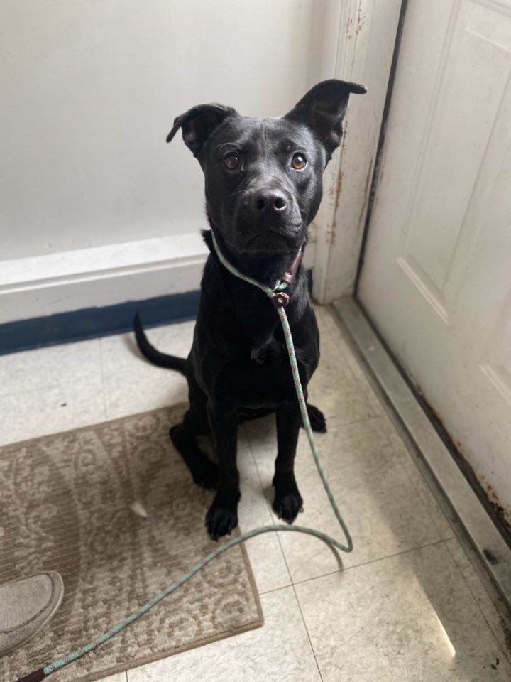 Dog for adoption Jax, a Labrador Retriever & Chow Chow Mix in