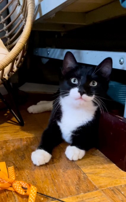DJ Mittens 2