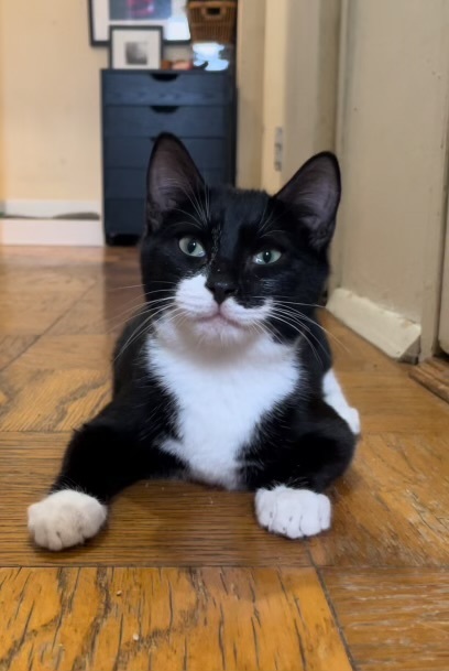 DJ Mittens 6