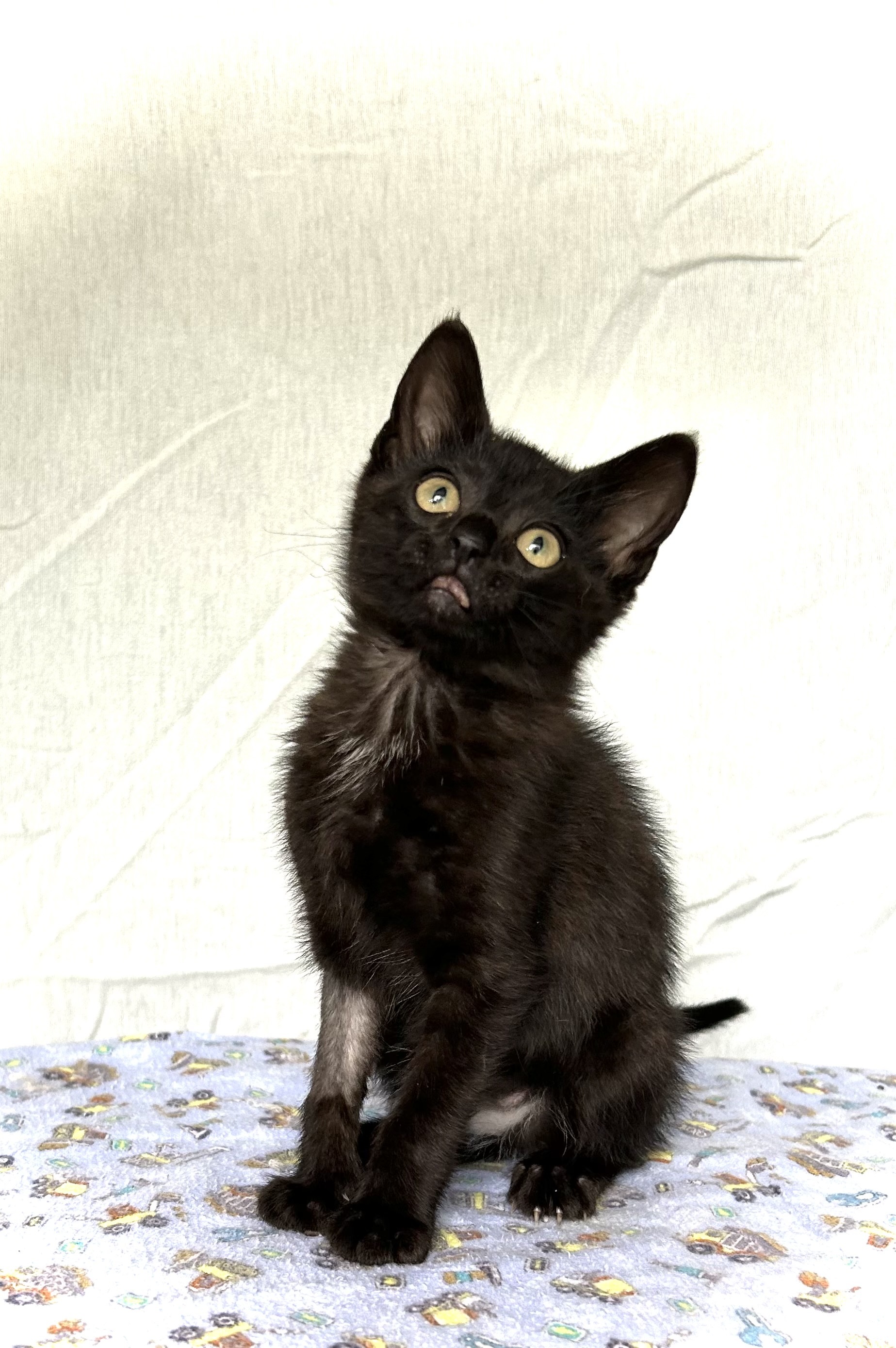 Regina Phalange, an adoptable Domestic Short Hair in Steinbach, MB, R5G 2B2 | Photo Image 3