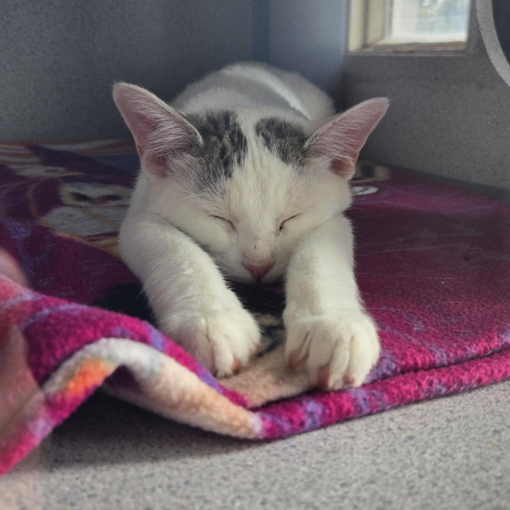 Herbie, an adoptable Domestic Short Hair in North Battleford, SK, S9A 2M7 | Photo Image 1