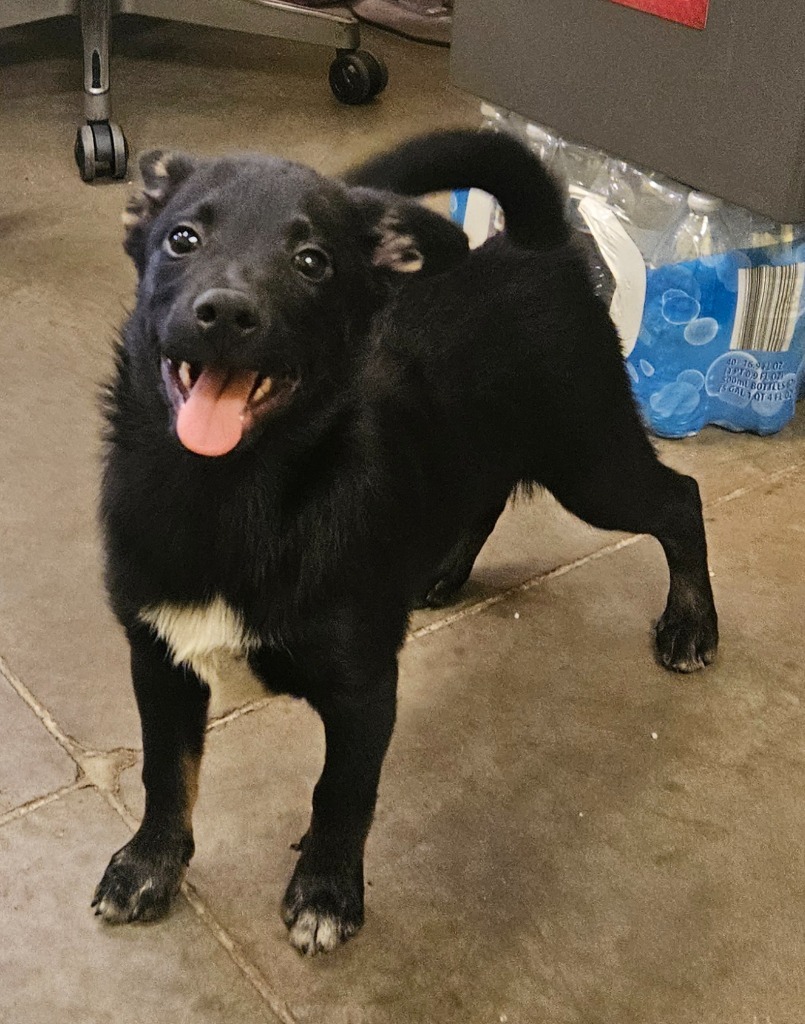 Geo, an adoptable Papillon in Murphysboro, IL, 62966 | Photo Image 3