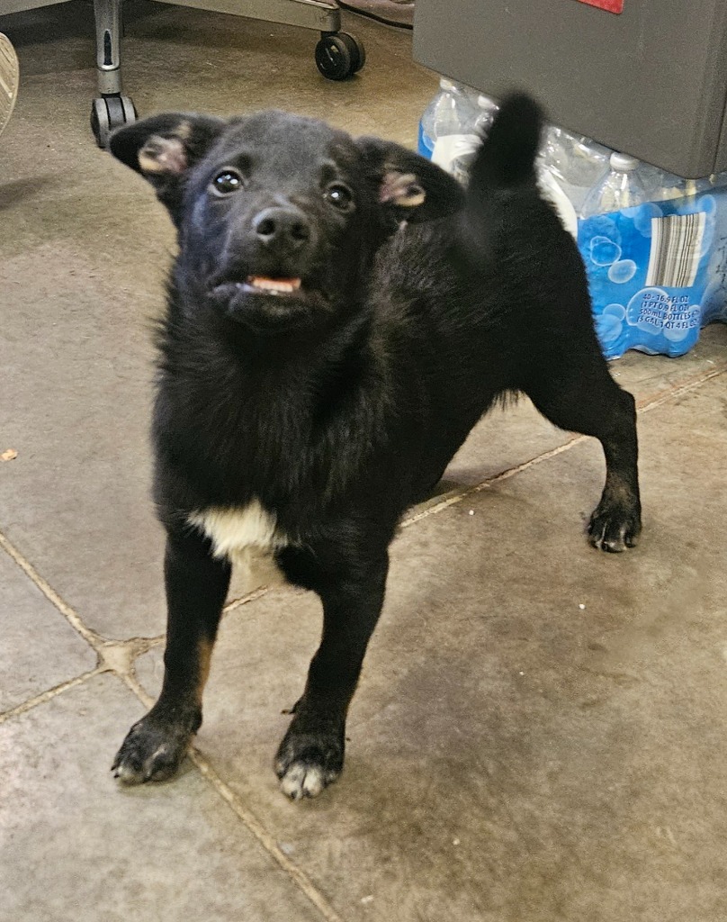 Geo, an adoptable Papillon in Murphysboro, IL, 62966 | Photo Image 5