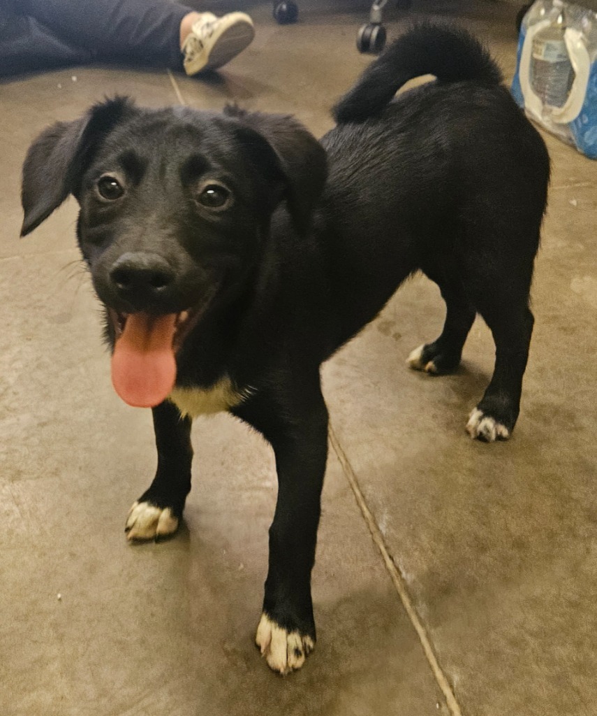 Gwen, an adoptable Papillon in Murphysboro, IL, 62966 | Photo Image 3