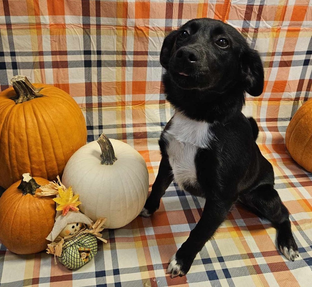 Gwen, an adoptable Papillon in Murphysboro, IL, 62966 | Photo Image 5