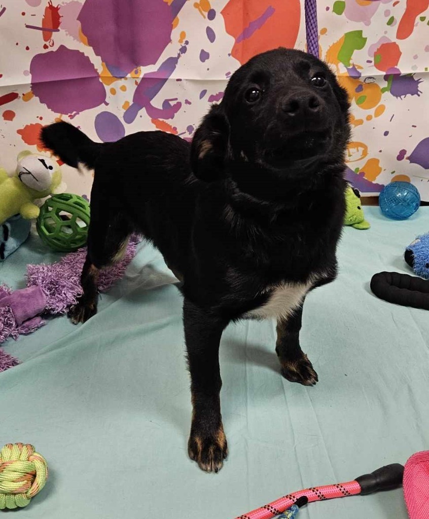 Gene, an adoptable Papillon in Murphysboro, IL, 62966 | Photo Image 1