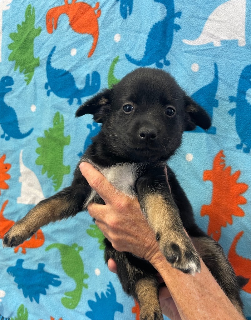 Gene, an adoptable Papillon in Murphysboro, IL, 62966 | Photo Image 2