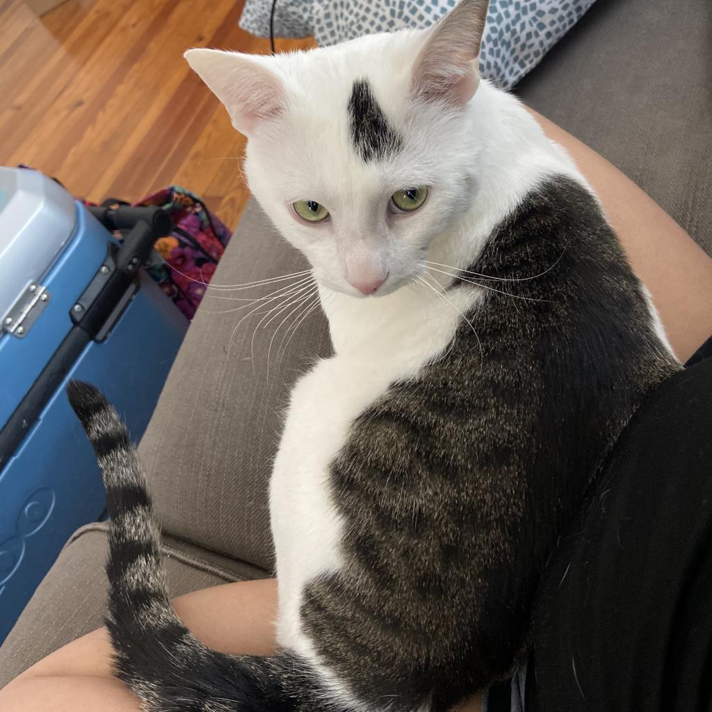 Maxwell Lee, an adoptable Domestic Short Hair in Rochester, MN, 55903 | Photo Image 1