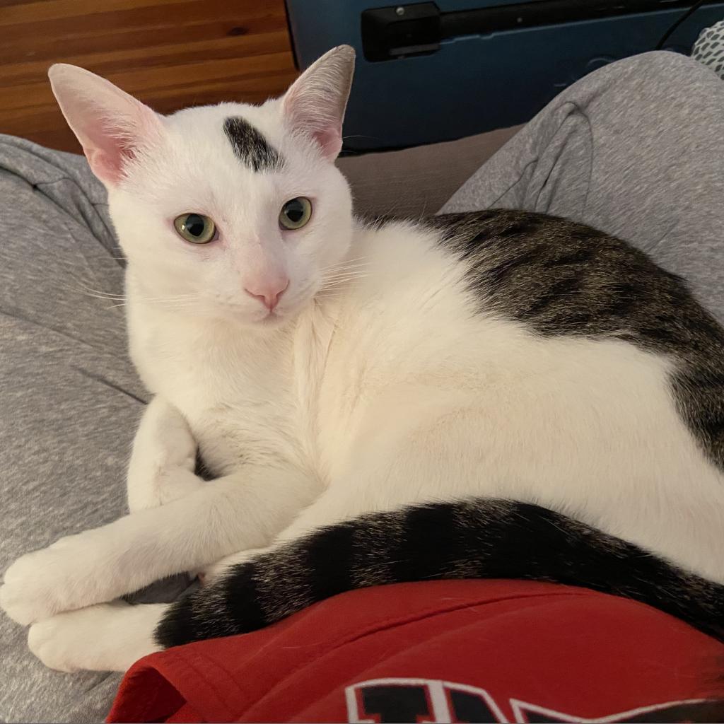 Maxwell Lee, an adoptable Domestic Short Hair in Rochester, MN, 55903 | Photo Image 2