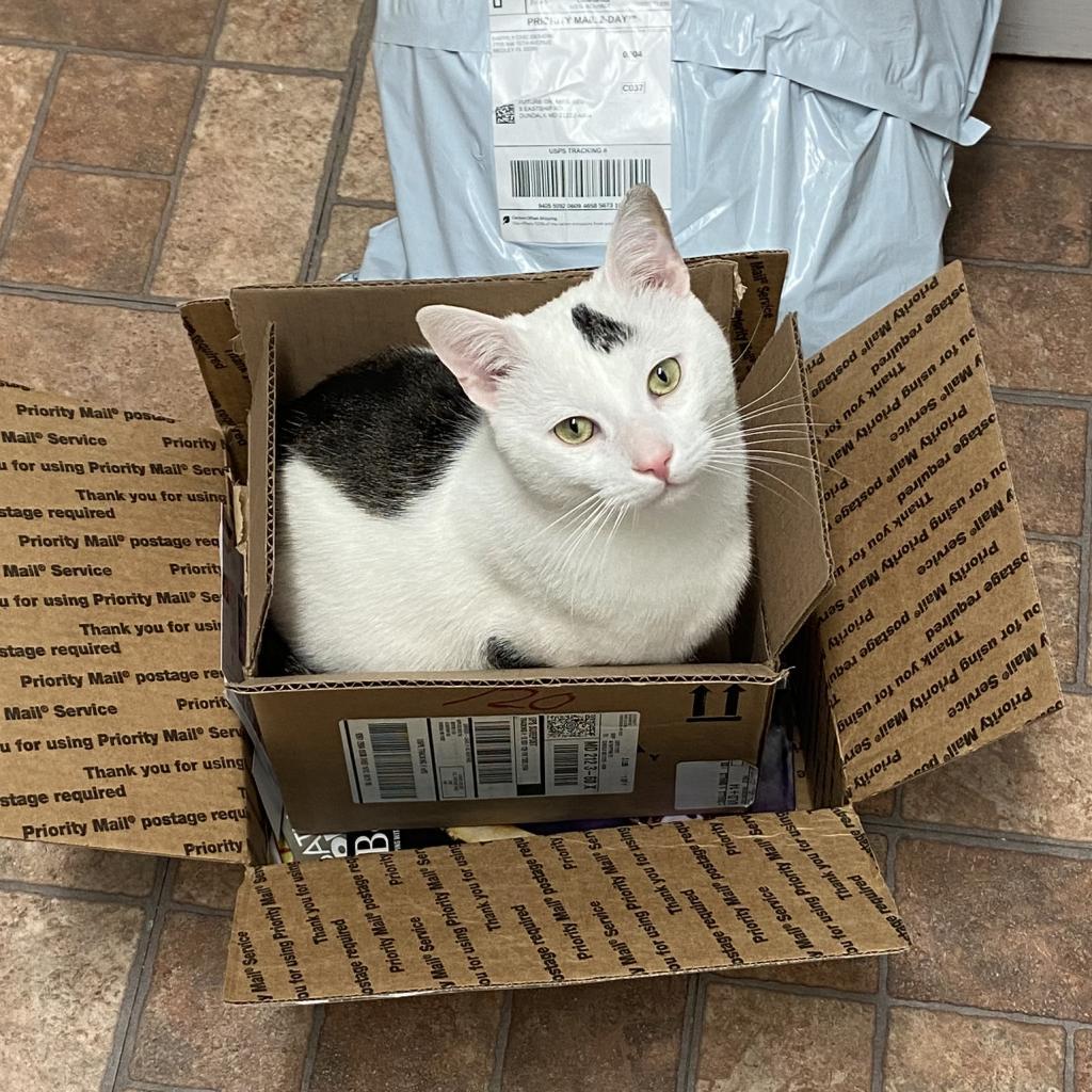 Maxwell Lee, an adoptable Domestic Short Hair in Rochester, MN, 55903 | Photo Image 3