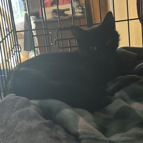 Squeakers, an adoptable Domestic Short Hair in Veneta, OR, 97487 | Photo Image 1