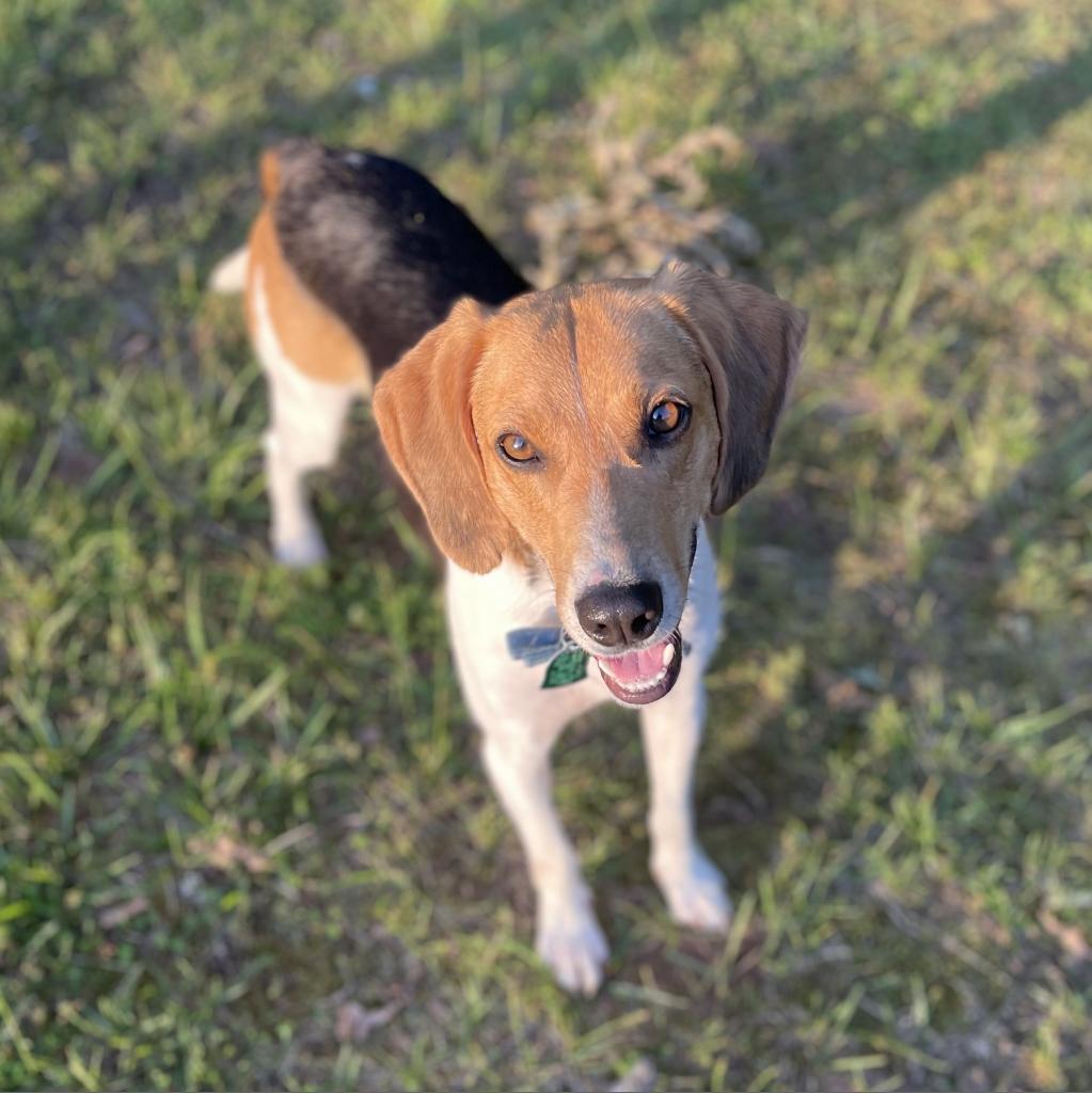 Spot, an adoptable Foxhound in Lynchburg, VA, 24502 | Photo Image 1