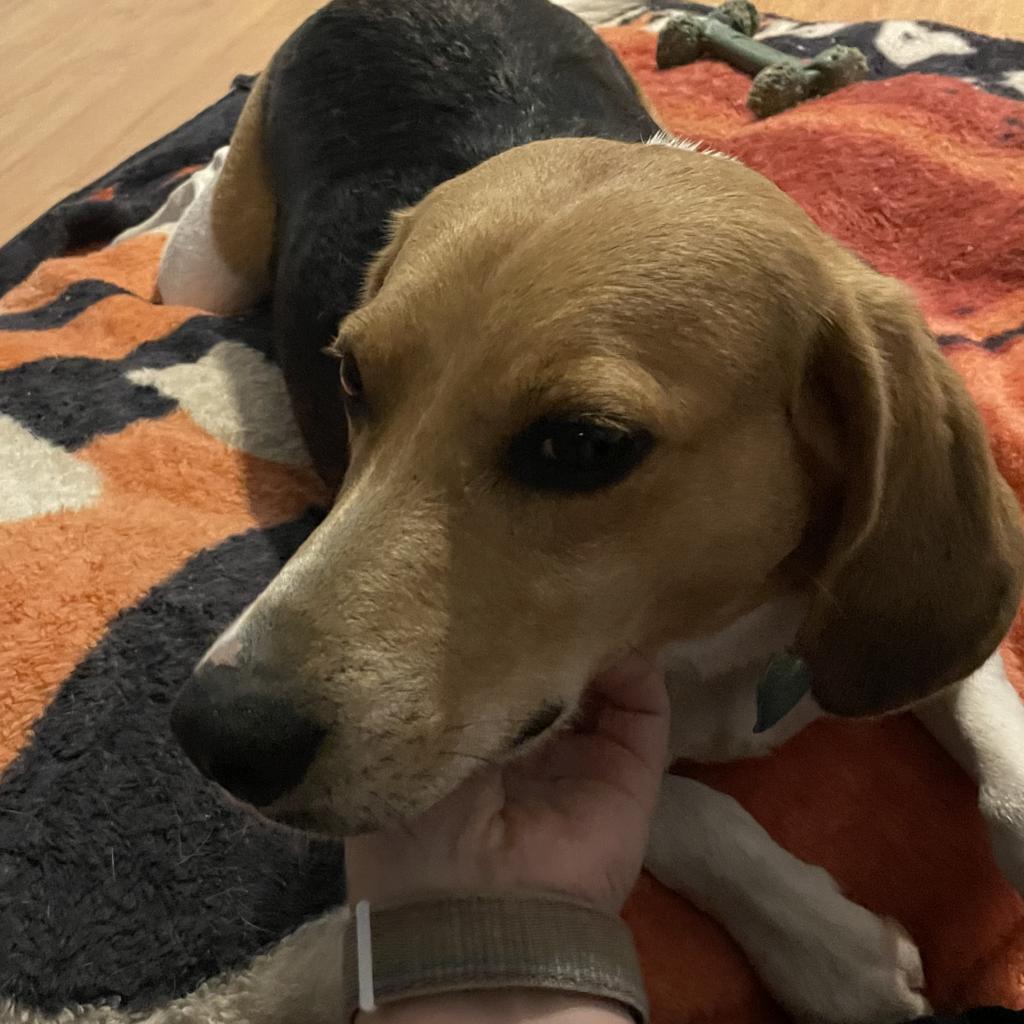 Spot, an adoptable Foxhound in Lynchburg, VA, 24502 | Photo Image 2