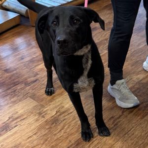 Spooky F NV, Young Male Black Labrador Retriever