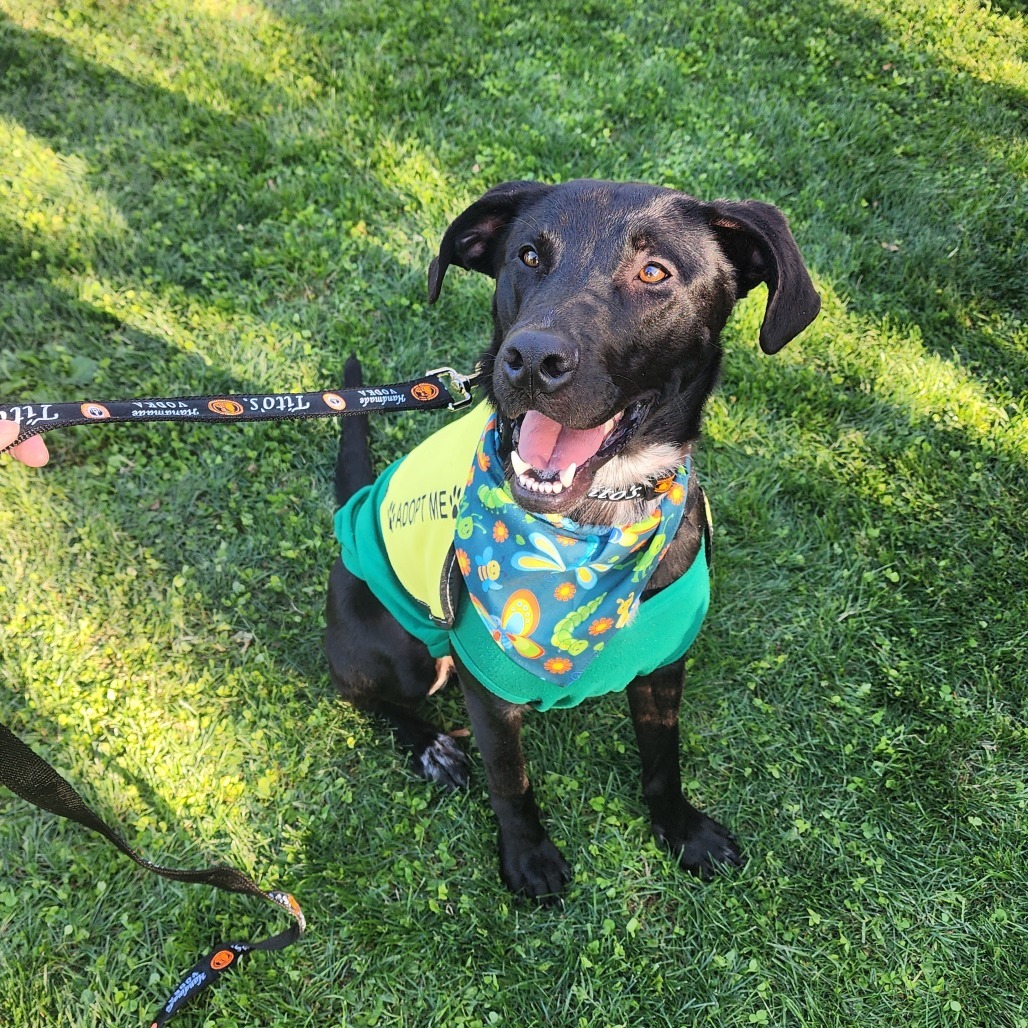 Spooky F NV, an adoptable Black Labrador Retriever in Las Vegas, NV, 89145 | Photo Image 1