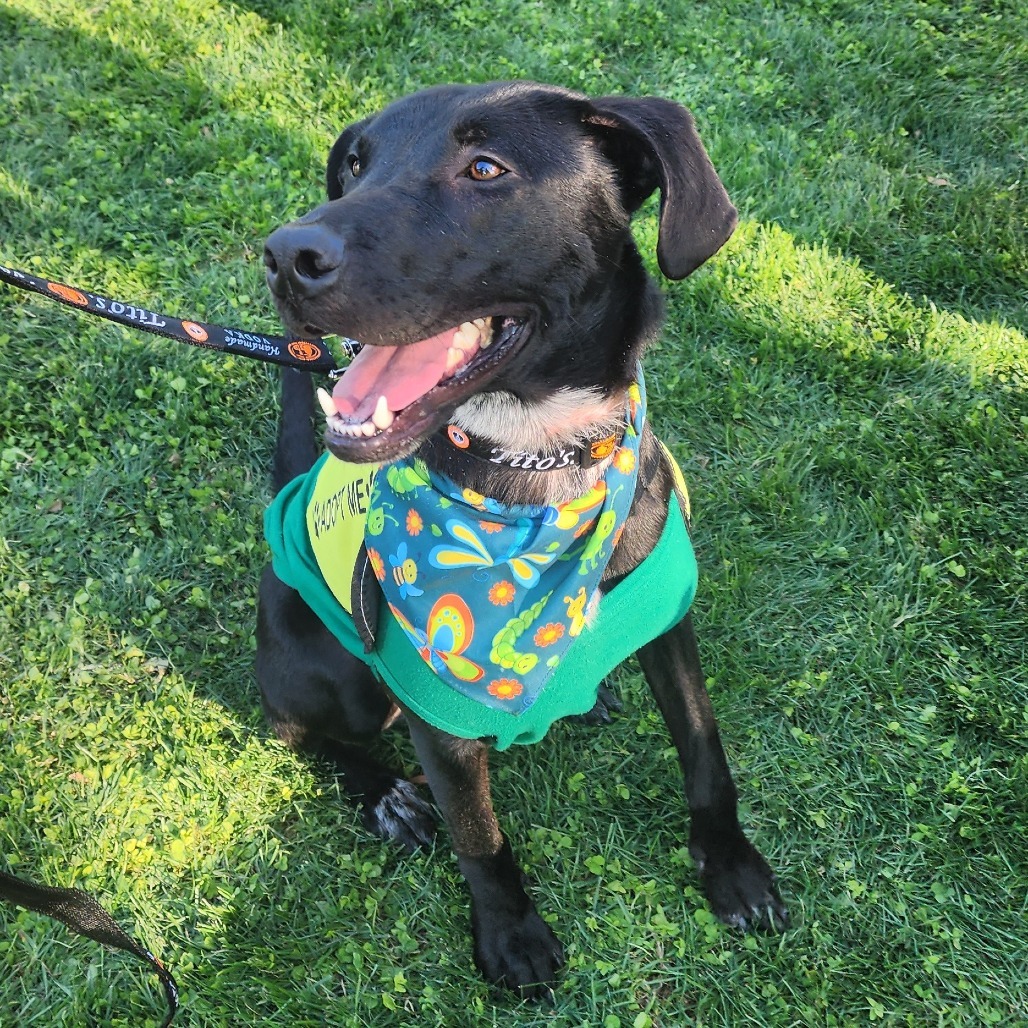 Spooky F NV, an adoptable Black Labrador Retriever in Las Vegas, NV, 89145 | Photo Image 2