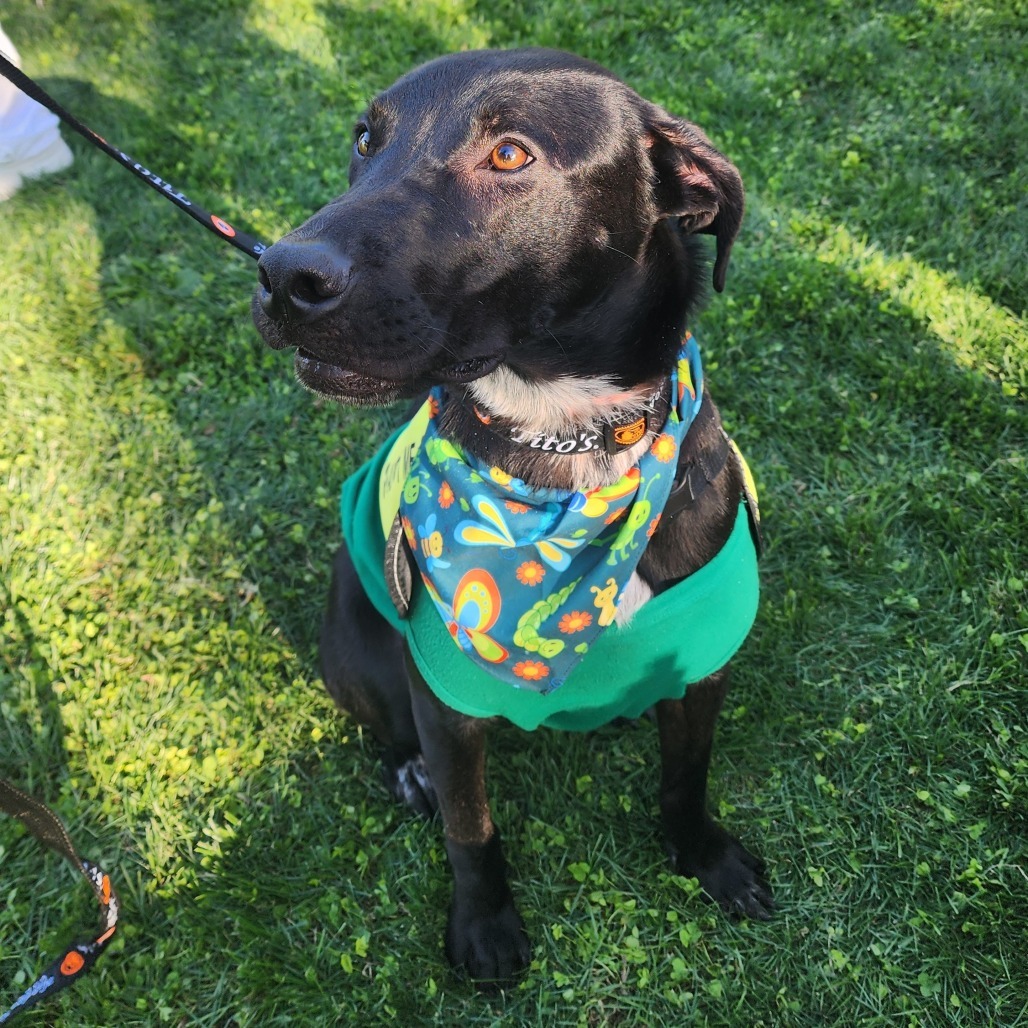 Spooky F NV, an adoptable Black Labrador Retriever in Las Vegas, NV, 89145 | Photo Image 3