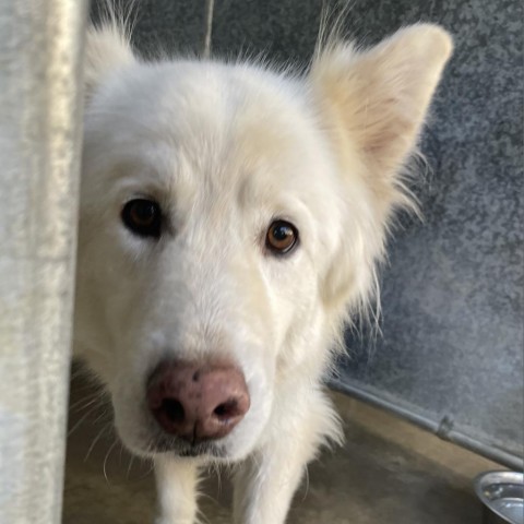 Max, an adoptable Samoyed in Sonoma, CA, 95476 | Photo Image 1