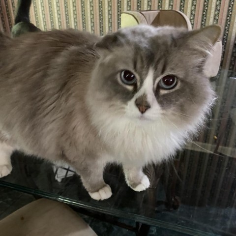 Jax, an adoptable Persian in Birmingham, AL, 35210 | Photo Image 2