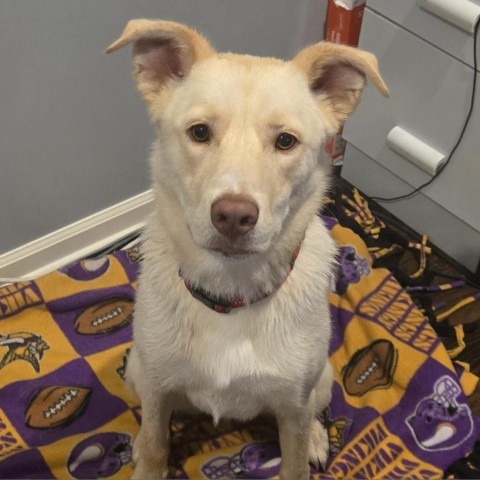 Elf, an adoptable Husky, Australian Shepherd in Byron, MN, 55920 | Photo Image 1