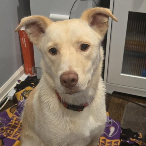 Elf, an adoptable Husky, Australian Shepherd in Byron, MN, 55920 | Photo Image 2